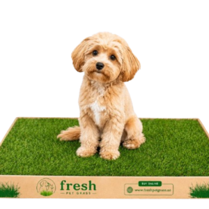 FPG 1 Grass Box | Small | 48 × 60 cm