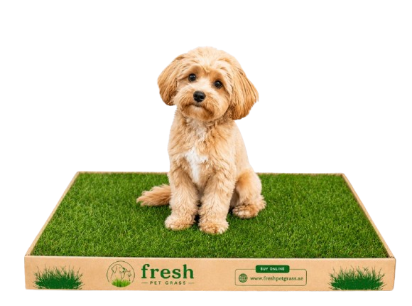 FPG 1 Grass Box | Small | 48 × 60 cm