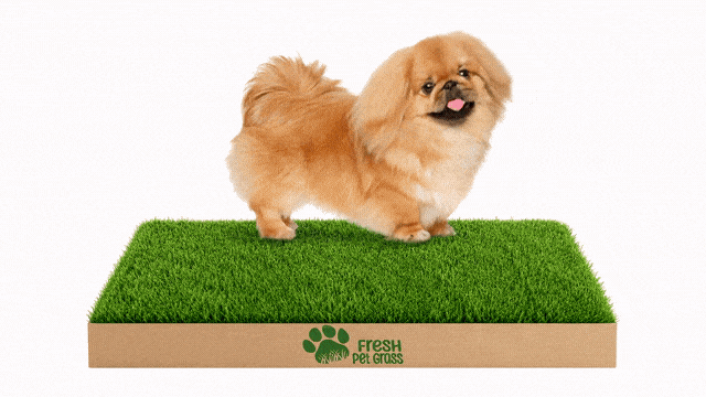 FPG 1 Grass Box | Small | 48 × 60 cm
