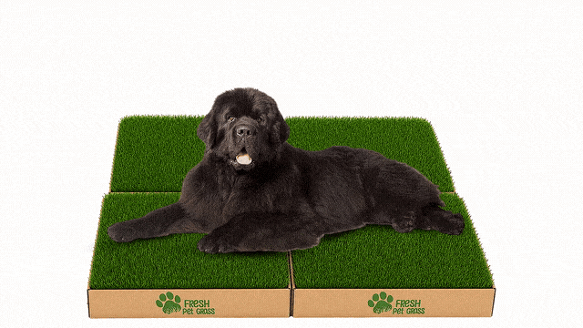 FPG 4 Grass Boxes | X-Large | 120 × 96 cm